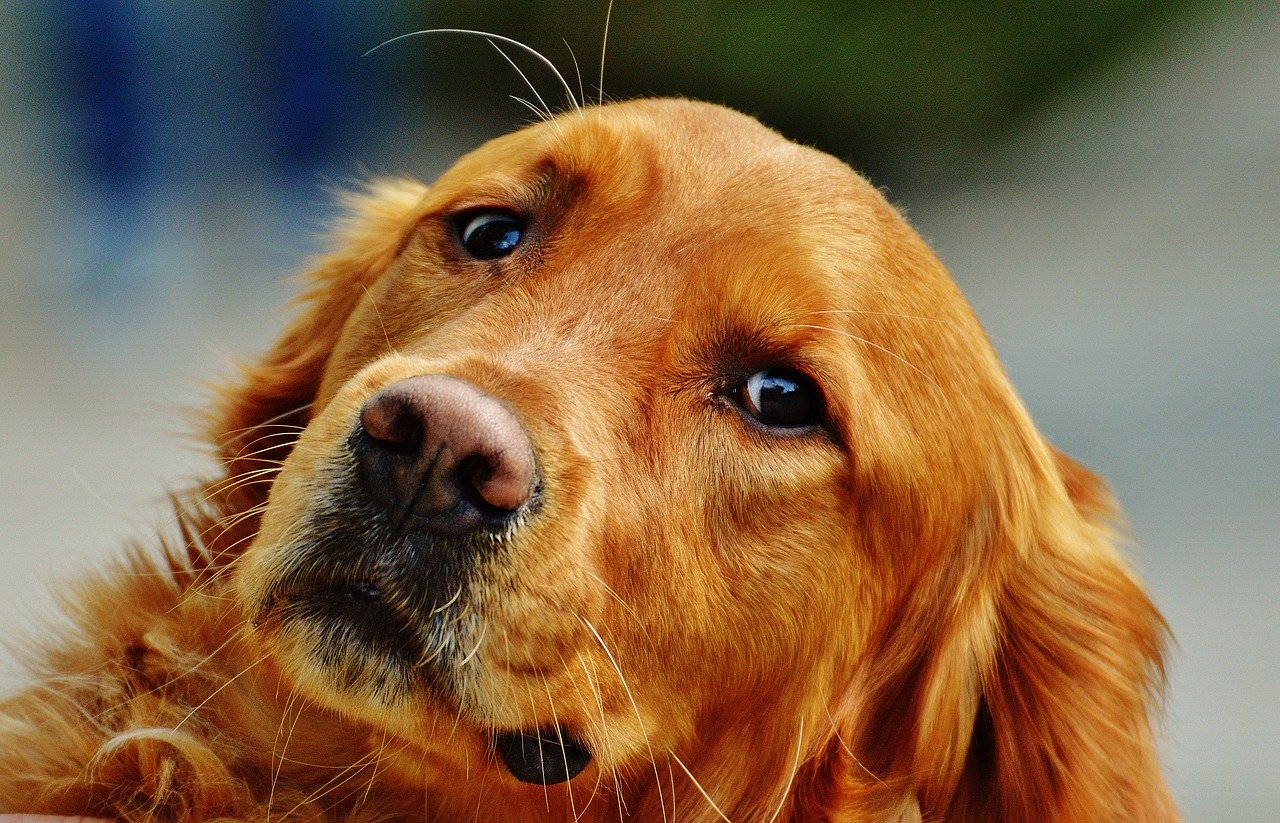 Pet Friendly Hardwood Floors